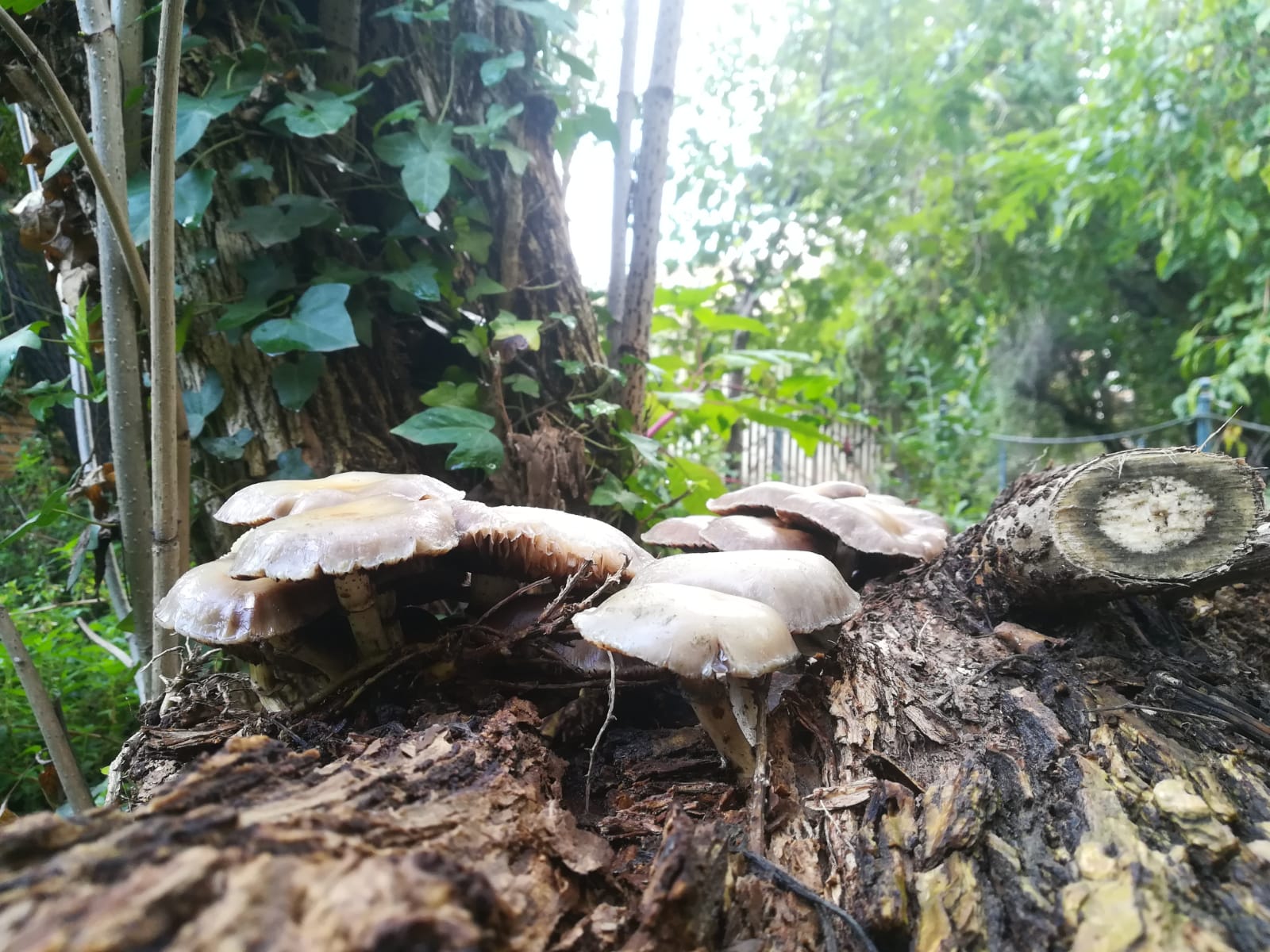 funghi